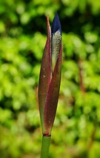 Close-up of plant against blurred background