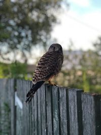 Close-up of bird perching on wooden post