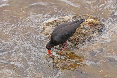 High angle view of duck swimming in lake