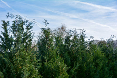 Low angle view of trees against sky