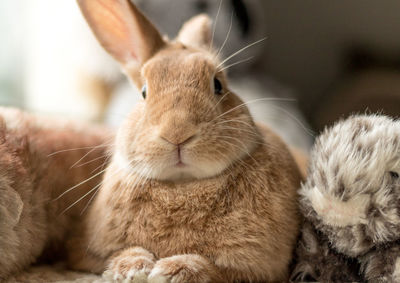 Close-up of a rabbit