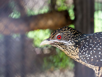 Close-up of a bird