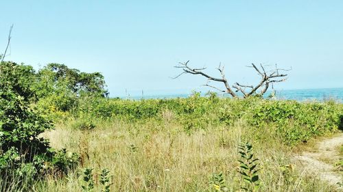 Scenic view of sea against clear sky