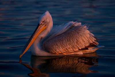 Close-up of pelican