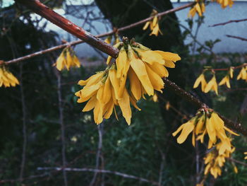 Close-up of yellow flowers