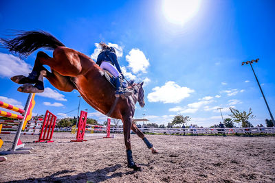 View of horse on beach against sky