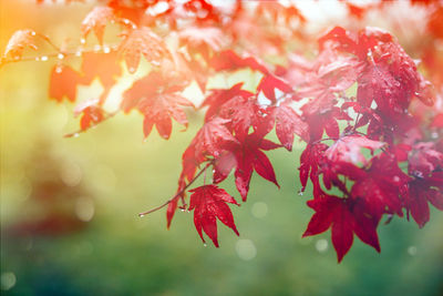 Close-up of red maple leaves on tree