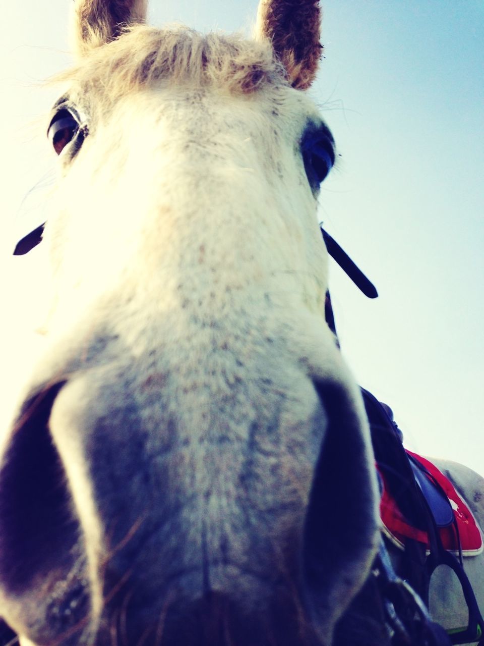 animal themes, domestic animals, one animal, mammal, animal head, animal body part, horse, close-up, pets, dog, livestock, part of, animal hair, no people, working animal, day, cropped, herbivorous, zoology, focus on foreground