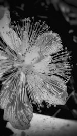 Close-up of white flowers
