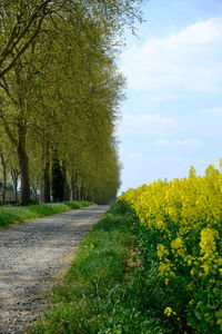 Scenic view of yellow flowering plants by road against sky