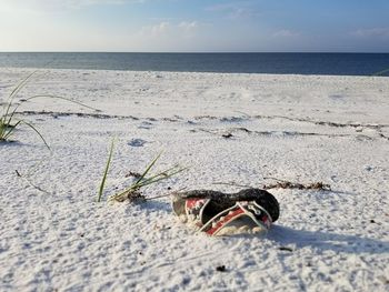 View of horse on beach