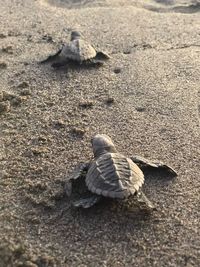 High angle view of shell on sand