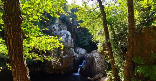 Scenic view of waterfall in forest