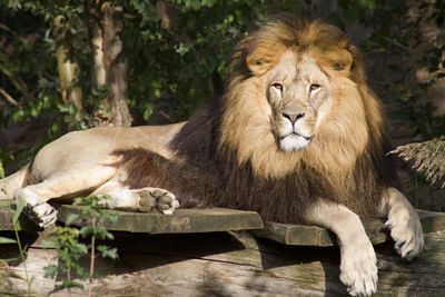 Posing lion 