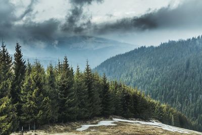 Scenic view of pine trees against sky