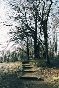 Bare trees against sky