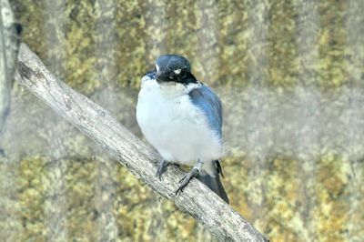 Close-up of bird perching on tree