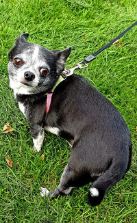 High angle view of dog on field