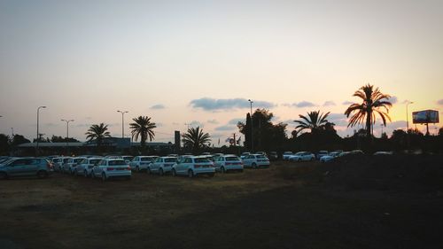 Palm trees by the sea