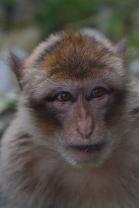 Portrait of a monkey