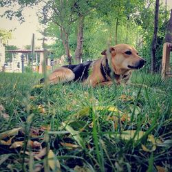 Dog relaxing on grass