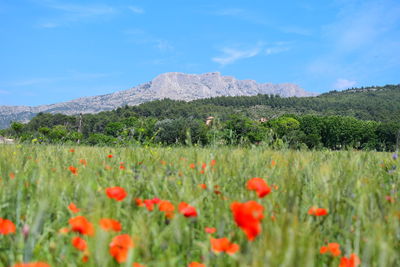 Scenic view of flowering plants on field against sky