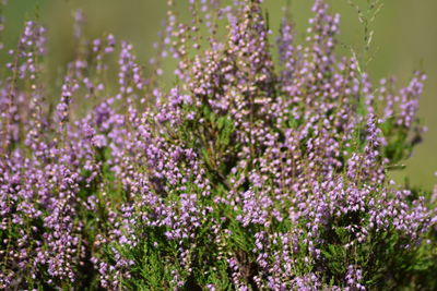 Close-up of purple flowering plants on field