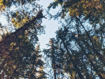 Low angle view of trees in forest against sky