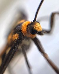 Close-up of bee