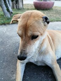 Close-up of dog on footpath