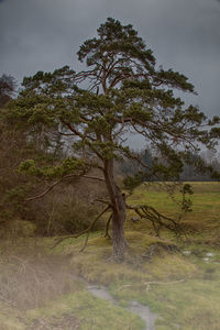 Tree on landscape against sky