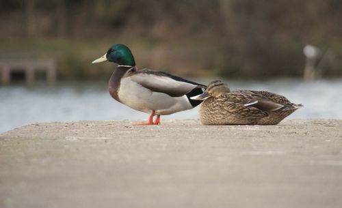 Close-up of plant against blurred background