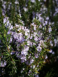 Close-up of purple flowers on tree