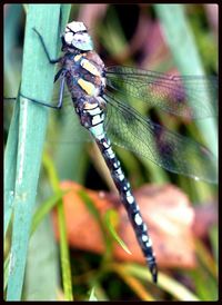 Close-up of insect on plant