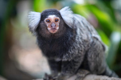 Portrait of monkey