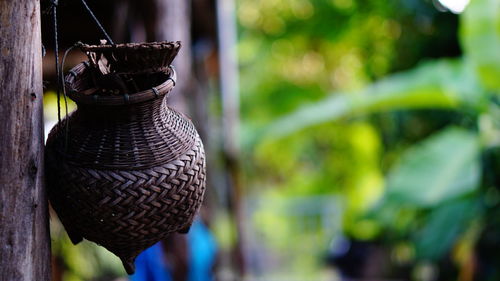 Close-up of lantern hanging on plant