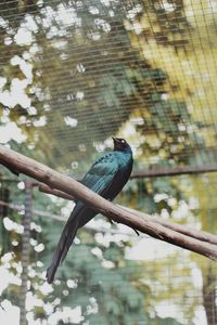 Low angle view of bird perching on tree