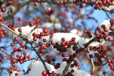 Close-up of berries on tree