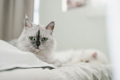 Portrait of cat relaxing on bed at home