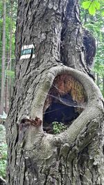 Close-up of tree trunk