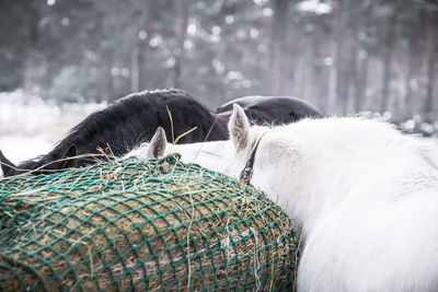 Close-up of eating horses