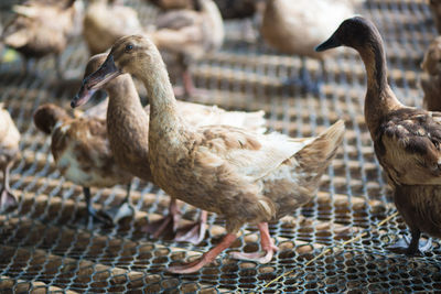 Close-up of duck