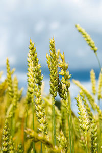 Close-up of crops growing on field