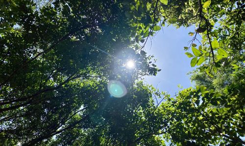 Low angle view of sunlight streaming through trees in forest