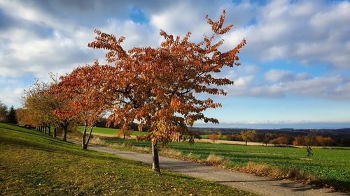 Trees on field against sky during autumn