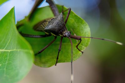 Close-up of insect on leaf