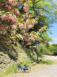 Bicycle parked by tree in park