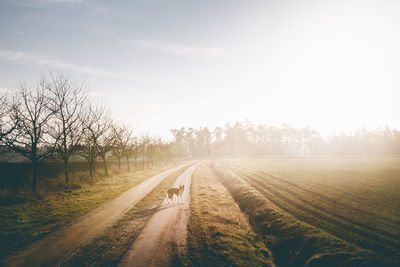Full length of dog standing on dirt road by field against sky during sunrise