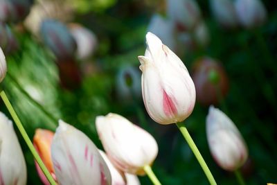 Close-up of tulips blooming outdoors