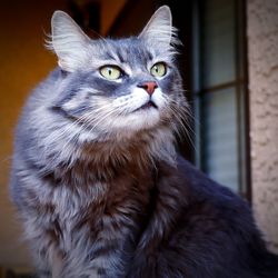 Close-up of cat looking away